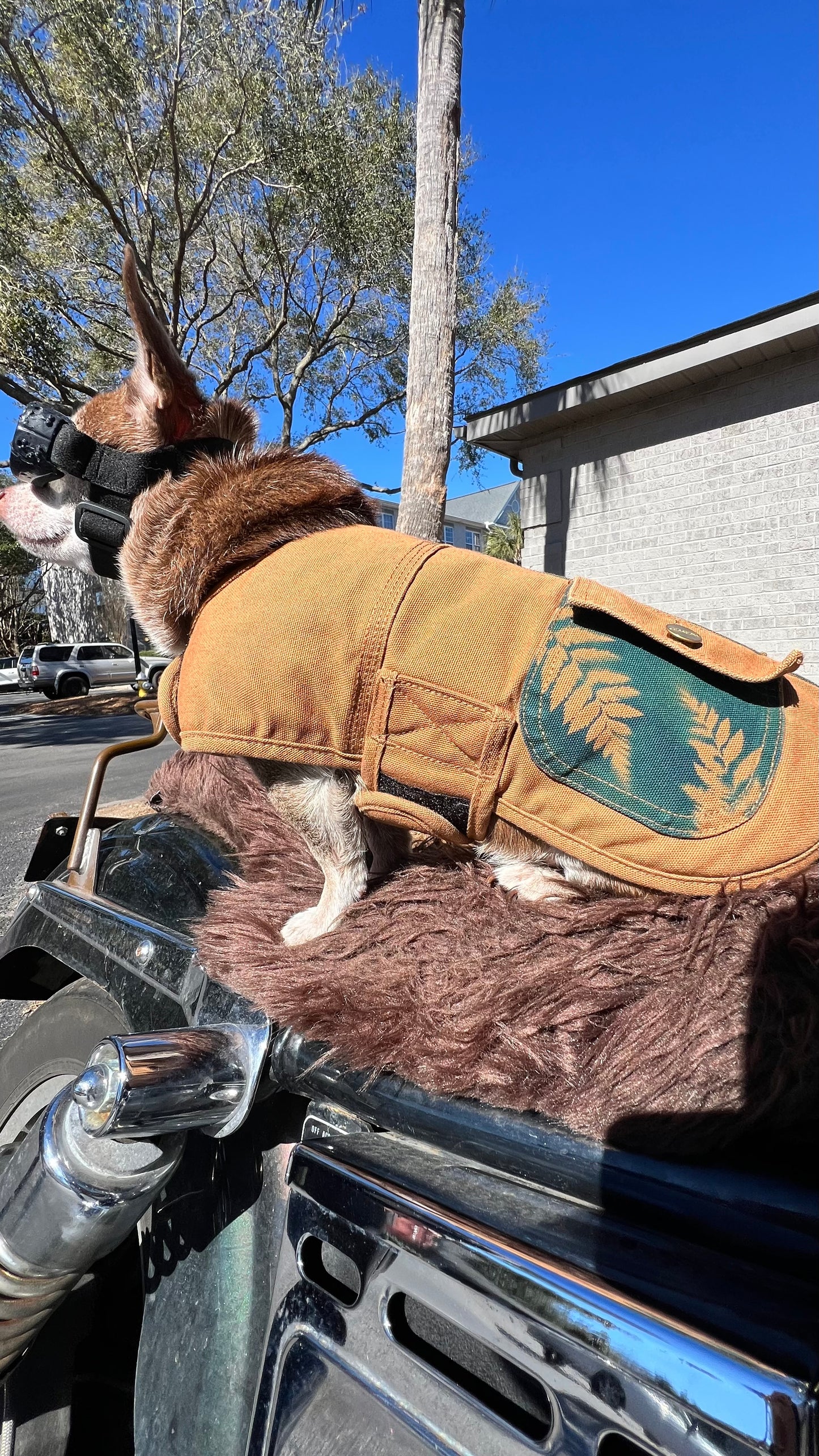 Carhartt Dog Coat • Small
