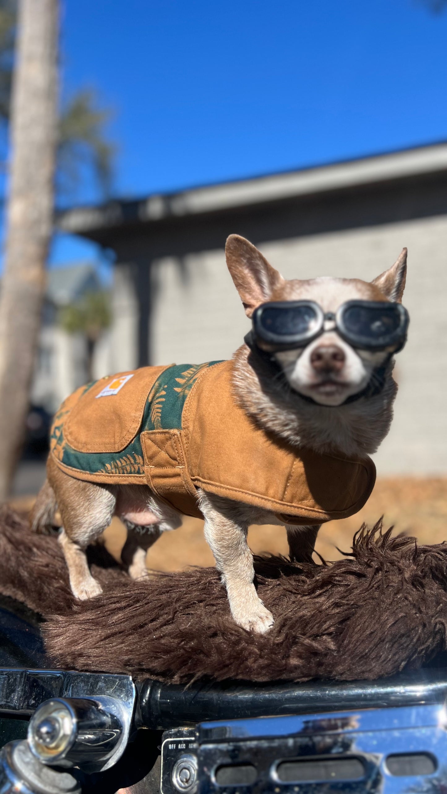 Carhartt Dog Coat • Small
